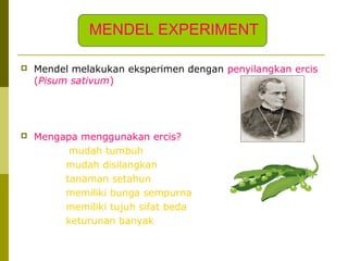  Mendel melakukan eksperimen dengan penyilangkan ercis
(Pisum sativum)
 Mengapa menggunakan ercis?
mudah tumbuh
mudah disilangkan
tanaman setahun
memiliki bunga sempurna
memiliki tujuh sifat beda
keturunan banyak
MENDEL EXPERIMENT
 