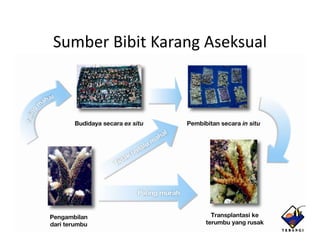 Sumber Bibit Karang Aseksual
 