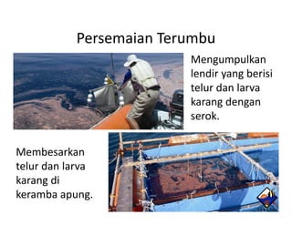 Persemaian Terumbu
                          Mengumpulkan
                          lendir
                          l di yangberisi
                                      b ii
                          telur dan larva
                          karang d
                          k       dengan
                          serok.


Membesarkan
Membesarkan
telurdanlarva
karangdi
karang di
kerambaapung.
 