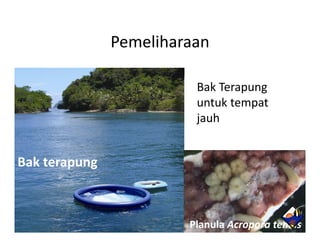 Pemeliharaan

                         Bak Terapung
                                   p
                         untuk tempat
                         jauh


Bak terapung



                        Planula Acropora tenuis
 