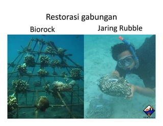 Restorasi gabungan
Biorock          Jaring Rubble
 