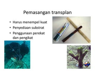 Pemasangan transplan
• Harus menempel kuat
• Penyediaan substrat
• Penggunaan perekat
                  k
  dan pengikat
 