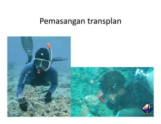 Pemasangan transplan
 