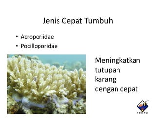 Jenis Cepat Tumbuh
• Acroporiidae
• Pocilloporidae

                       Meningkatkan
                       tutupan
                       t t
                       karang
                       dengan cepat
 