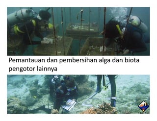 Pemeliharaan



Pemantauan dan pembersihan algadan biota
pengotor lainnya
 