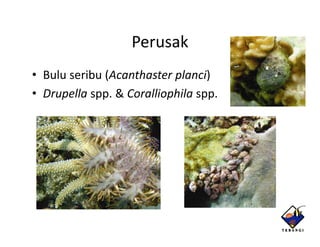 Perusak
• Bulu seribu (Acanthaster planci)
• Drupella spp.&Coralliophila spp.
 