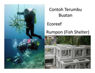 Contoh Terumbu
     Buatan
Ecoreef
E     f
Rumpon (Fish Shelter)
       (FishShelter)
 