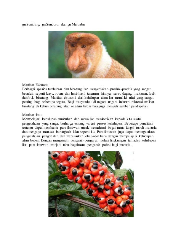 980 Serat Hewan Dan Manfaatnya Beserta Gambar Gratis Terbaik