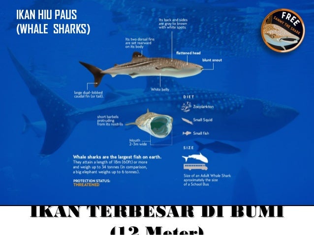 Konservasi Hiu Paus
