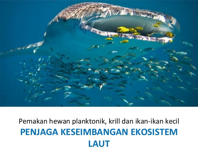 Konservasi Hiu Paus Konservasi Hiu Paus