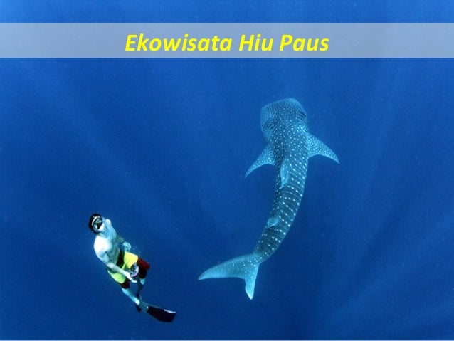 Konservasi Hiu Paus 