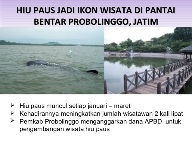 Konservasi Hiu Paus