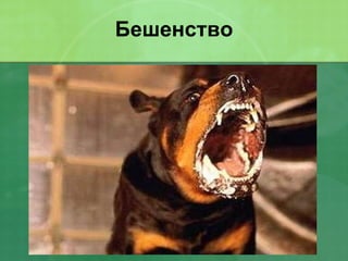 Бешенство 