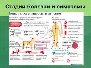 Стадии болезни и симптомы 