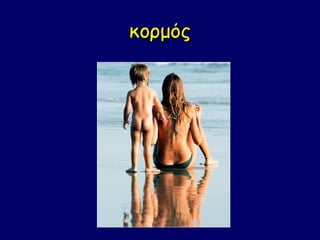 κορμός
 