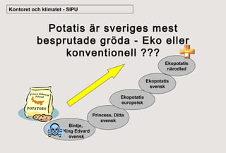 Kontoret och klimatet - SIPU

Potatis är sveriges mest
besprutade gröda - Eko eller
konventionell ???
Ekopotatis
närodlad
Ekopotatis
svensk
Ekopotatis
europeisk
Princess, Ditta
svensk
Bintje,
King Edvard
svensk

 
