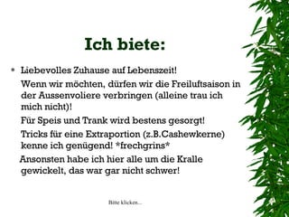 Ich biete: Liebevolles Zuhause auf Lebenszeit! Wenn wir möchten, dürfen wir die Freiluftsaison in der Aussenvoliere verbringen (alleine trau ich mich nicht)! Für Speis und Trank wird bestens gesorgt! Tricks für eine Extraportion (z.B.Cashewkerne) kenne ich genügend! *frechgrins* Ansonsten habe ich hier alle um die Kralle gewickelt, das war gar nicht schwer! 
