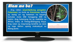Alam mo ba?
Ang rattan (siyentipikong pangalan:
Calameae) na mula sa Arecaceae family
ay isang uri ng halaman na kayang
tumubo mula 250 hanggang 650 na
metro. Ang halamang ito ay makikita sa
Africa, India, at Timog-Silangang Asya.
Ang ratan ay mayroong tendrils sa dulo
ng mga dahon upang makaakyat sa
ibang puno.
https://
www.google.com/search?q=puno+ng+rattan&tbm
=isch&chips=q:puno+ng+rattan,online_chips:plant:
mixt8d_sfrk%3D&bih=545&biw=1242&hl=fil&sa=X&ve
d=2ahUKEwjZ37jCzur9AhVKAN4KHaoBBzgQ4lYoAHo
ECAEQJg#imgrc=uX7s3_FtLJqJVM
 