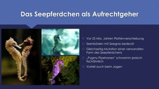 Das Seepferdchen als Aufrechtgeher
 Vor 25 Mio. Jahren Plattenverschiebung
 Seenböden mit Seegras bedeckt
 Gleichzeitig Mutation einer verwandten
Form des Seepferdchens
 „Pygmy Pipehorses“ schwamm jedoch
fischähnlich
 Vorteil auch beim Jagen
 