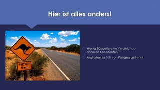 Hier ist alles anders!
 Wenig Säugetiere im Vergleich zu
anderen Kontinenten
 Australien zu früh von Pangea getrennt
 