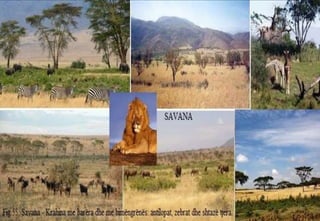 Kontinentet e planetit tone 