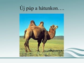 Új púp a hátunkon….
 