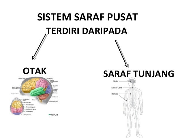 Koordinasi badan