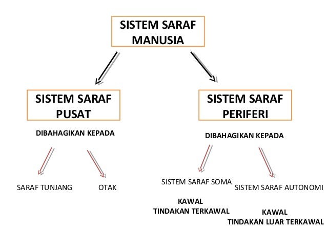 Koordinasi badan