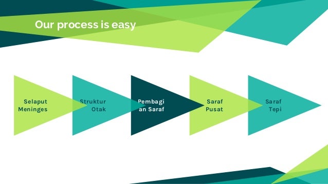 Ppt Sistem Koordinasi Manusia Biologi Kelas Xi