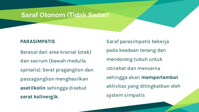 Ppt Sistem Koordinasi Manusia Biologi Kelas Xi