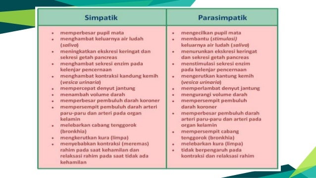 Ppt Sistem Koordinasi Manusia Biologi Kelas Xi