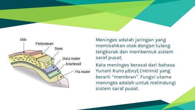 Ppt Sistem Koordinasi Manusia Biologi Kelas Xi