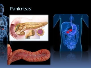 Pankreas
 