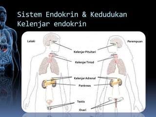 Sistem Endokrin & Kedudukan
Kelenjar endokrin

  Lelaki                          Perempuan


             Kelenjar Pituitari


              Kelenjar Tiriod




             Kelenjar Adrenal

                 Pankreas




               Testis

                 Ovari
 