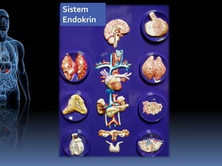 Sistem
Endokrin
 