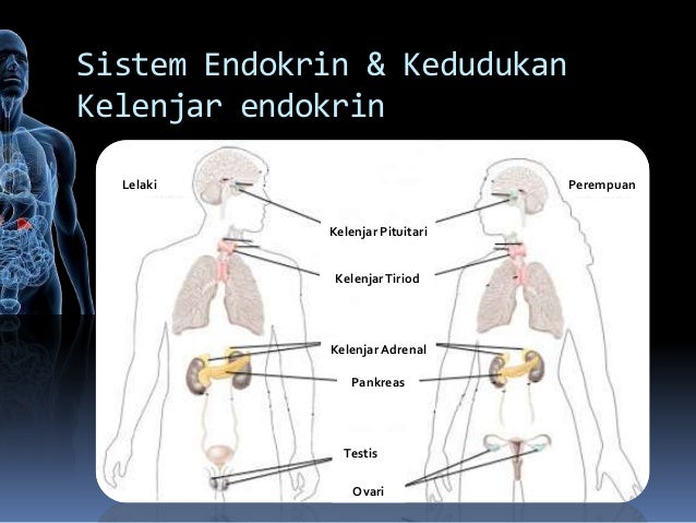 Koordinasi hormon didalam