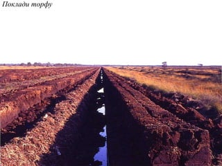 Поклади торфу
 