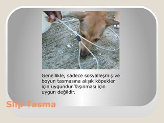 Slip Tasma
Genellikle, sadece sosyalleşmiş ve
boyun tasmasına alışık köpekler
için uygundur.Taşınması için
uygun değildir.
 