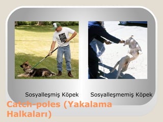 Catch-poles (Yakalama
Halkaları)
Sosyalleşmiş Köpek Sosyalleşmemiş Köpek
 