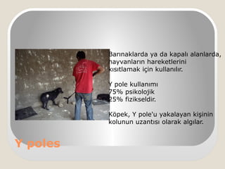 Y poles
Barınaklarda ya da kapalı alanlarda,
hayvanların hareketlerini
kısıtlamak için kullanılır.
Y pole kullanımı
75% psikolojik
25% fizikseldir.
Köpek, Y pole'u yakalayan kişinin
kolunun uzantısı olarak algılar.
 
