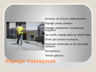 Köpeğe Yaklaşmak
Durumu ve konumu değerlendirin.
Köpeğe yavaş yaklaşın.
Köpeğe yaklaşırken vücudunuzu
küçültün.
Yan profil, köpeği daha az tehdit eder.
Direk göz teması kurmayın.
Ekipmanı arkanızda ya da yanınızda
saklayın.
Konuşmayın.
Yemek götürün.
 