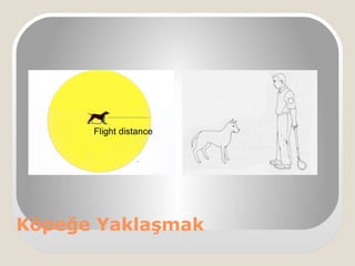 Köpeğe Yaklaşmak
 