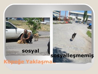 Köpeğe Yaklaşmak
sosyal
sosyalleşmemiş
 