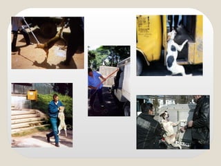 İnsani Köpek Yakalama Yöntemleri