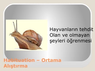 Habituation – Ortama
Alıştırma
Hayvanların tehdit
Olan ve olmayan
şeyleri öğrenmesi
 