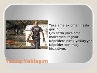 Yanlış Yaklaşım
Yakalama ekipmanı fazla
görünür.
Çok fazla yakalama
malzemesi taşıyor.
Köpeklere direk yaklaşıyor.
Köpekler korkmuş
hissediyor.
 