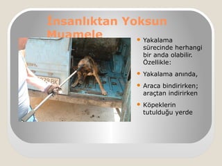 İnsanlıktan Yoksun
Muamele  Yakalama
sürecinde herhangi
bir anda olabilir.
Özellikle:
 Yakalama anında,
 Araca bindirirken;
araçtan indirirken
 Köpeklerin
tutulduğu yerde
 