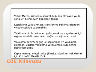 •
Yetkili Mercii, kimsenin sorumluluğunda olmayan ya da
sahipleri bilinmeyen köpekleri toplar.
•
Köpeklerin yakalanması, transferi ve bakılma işlemleri
vicdani şekilde yapılmalıdır.
•
•
Yetkili mercii, bu süreçleri geliştirmek ve uygulamak için
uygun yasal düzenlemeleri sağlar ve eğitimleri verir.
•
Yakalama minimum güç ile sağlanmalı ve yakalama
ekipmanı vicdani yakalama ve muamele süreçlerini
desteklemelidir.
•
Kaplanmamış, metal halka (ilmek), köpekleri yakalamak
için KULLANILMAMALIDIR.
OIE Kılavuzu
 