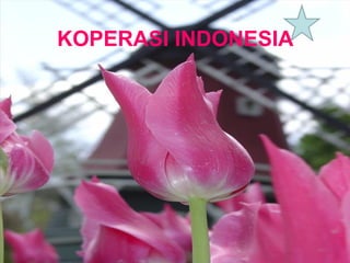 KOPERASI INDONESIA
 