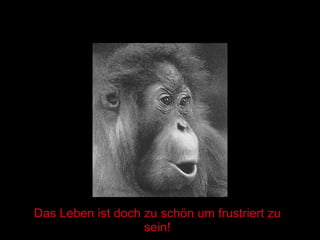 Das Leben ist doch zu schön um frustriert zu sein! 